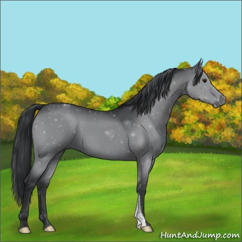 Horse Color:Black Chinchilla 