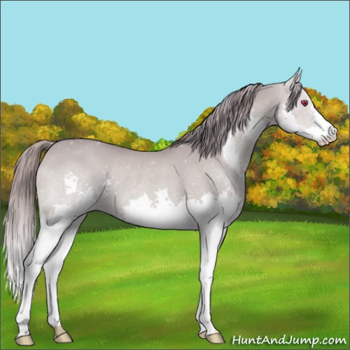 Horse Color:Watercolor Smoky Creme Chinchilla Splash Rabicano