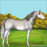 Horse Color:Watercolor Smoky Creme Chinchilla Splash Rabicano 