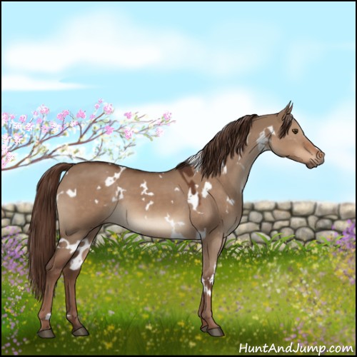 Horse Color:White Spotted Liver Red Dun 