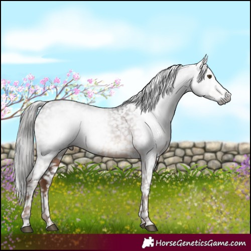 Horse Color:Gray White Spotted Liver Chestnut Snowflake VarnishRabicano 