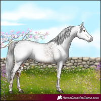 Horse Color:Gray White Spotted Liver Chestnut Snowflake VarnishRabicano 