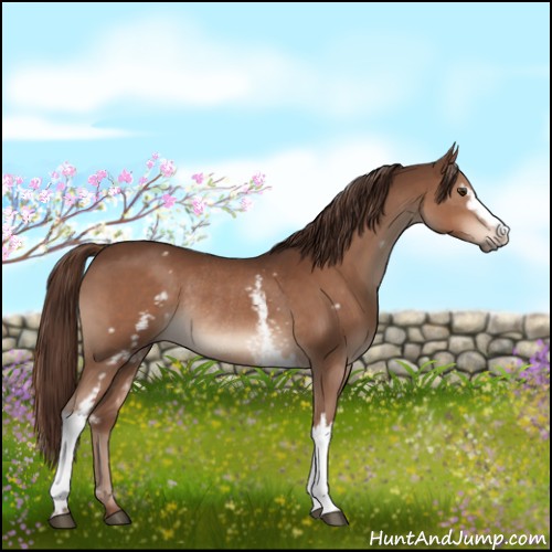 Horse Color:White Spotted Liver Chestnut Rabicano 