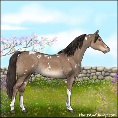 Horse Color:White Spotted Liver Red Dun Tobiano Rabicano 