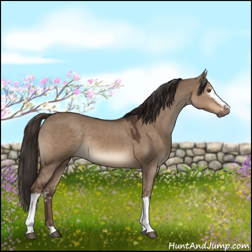 Horse Color:White Spotted Liver Red Dun Rabicano 