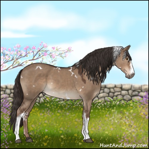 Horse Color:White Spotted Liver Red Dun 
