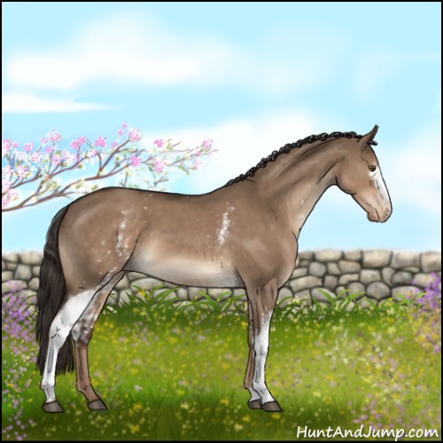 Horse Color:White Spotted Liver Red Dun Appaloosa 
