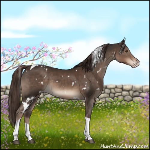 Horse Color:White Spotted Liver Chestnut Tobiano Appaloosa Rabicano 