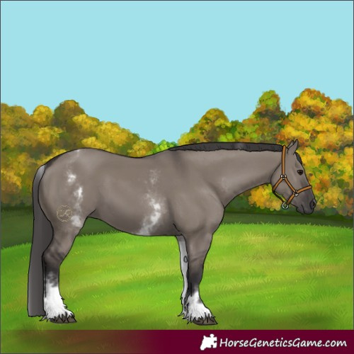 Horse Color:White Spotted Smoky Grullo