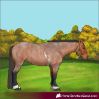 Horse Color:Bay Roan Tobiano