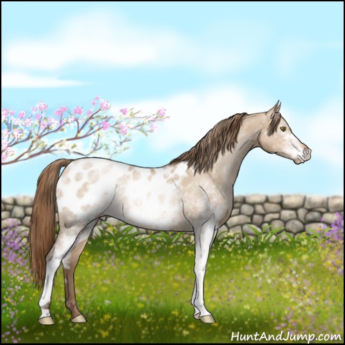 Horse Color:White Spotted Liver Red Dun Pearl Appaloosa Rabicano 