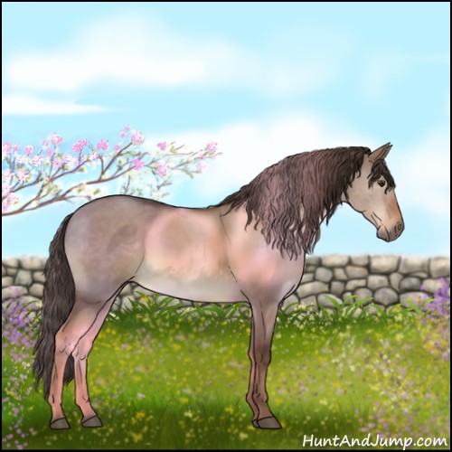 Horse Color:Liver Red Dun 