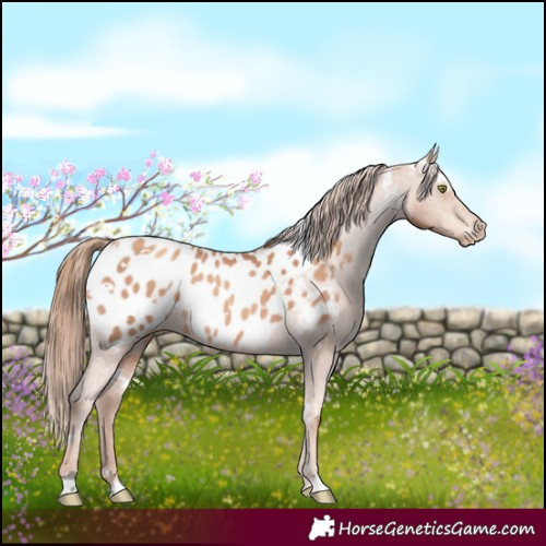 Horse Color:White Spotted Gold Champagne Blanket Rabicano 