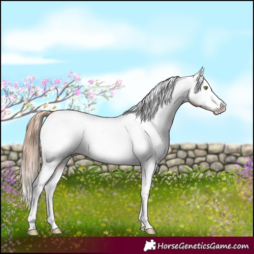 Horse Color:White Spotted Gold Champagne Appaloosa Rabicano 