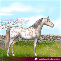 Horse Color:White Spotted Gold Champagne Blanket Rabicano 
