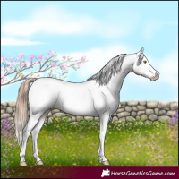 Horse Color:White Spotted Gold Champagne Appaloosa Rabicano 