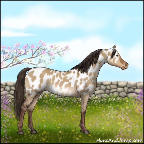 Horse Color:Liver Red Dun Appaloosa 