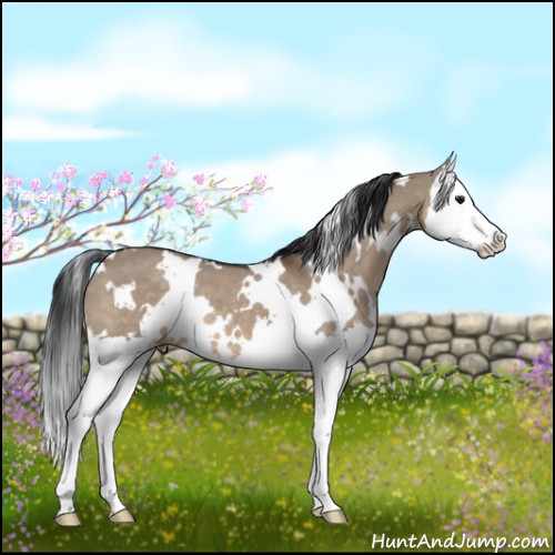 Horse Color:White Spotted Brown Dun Splash 