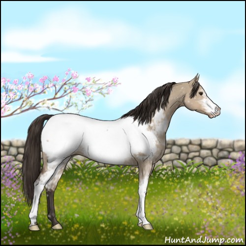 Horse Color:White Spotted Liver Red Dun Appaloosa 