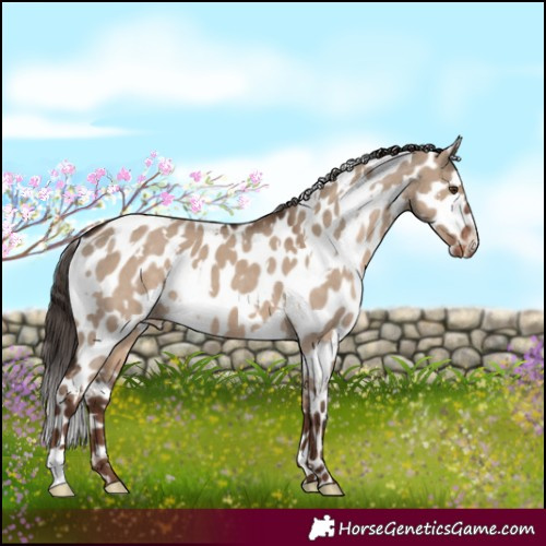 Horse Color:White Spotted Liver Red Dun Appaloosa 
