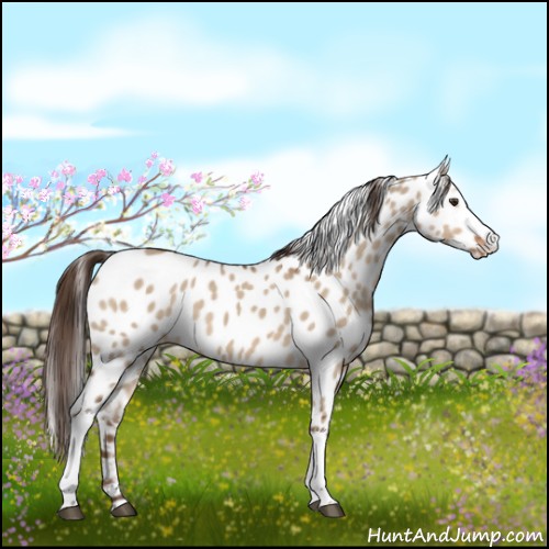 Horse Color:White Spotted Liver Red Dun Appaloosa 