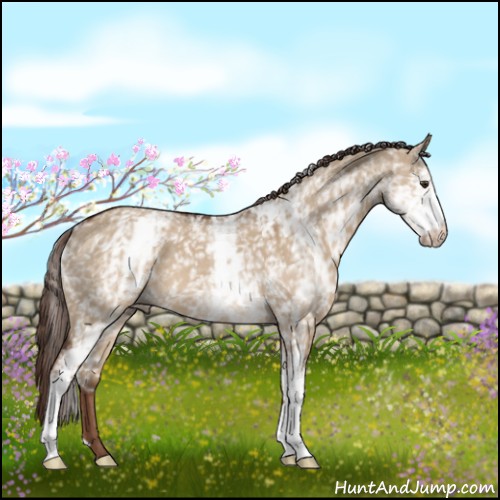 Horse Color:White Spotted Liver Red Dun 