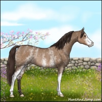 Horse Color:White Spotted Liver Red Dun Rabicano 