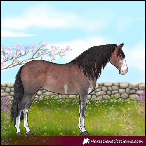 Horse Color:White Spotted Brown Dun Rabicano 