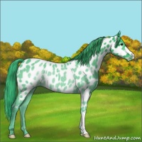 Horse Color:Watercolor Black Appaloosa Rabicano 