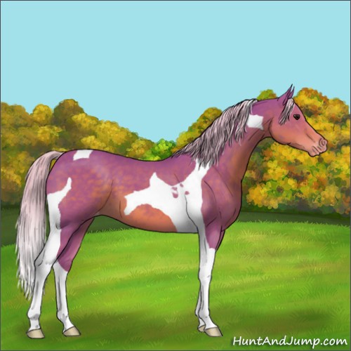 Horse Color:Watercolor Silver Black Tobiano Appaloosa 
