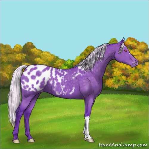 Horse Color:Watercolor Silver Black Chinchilla Appaloosa 