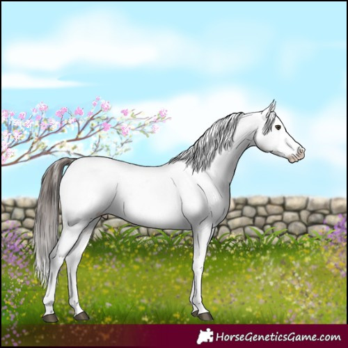 Horse Color:White Spotted Liver Red Dun Blanket Brindle