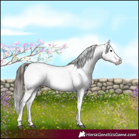 Horse Color:White Spotted Liver Red Dun Blanket Brindle 