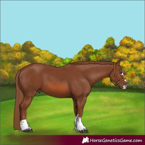 Horse Color:Chestnut 
