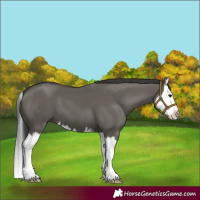 Horse Color:Grullo Splash 