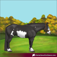Horse Color:Smoky Black Frame 