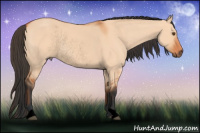 Horse Color:Void Bay Dun Rabicano 