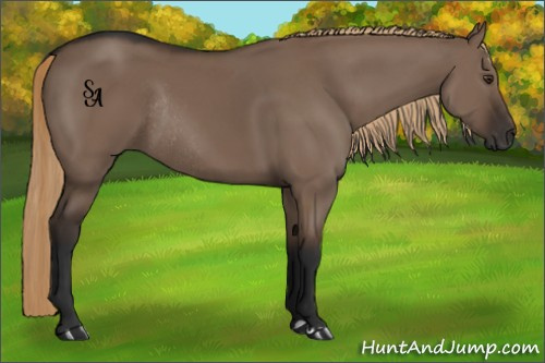 Horse Color:Liver Red Dun Rabicano