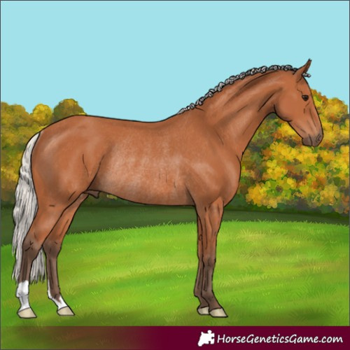 Horse Color:Silver Bay Rabicano 