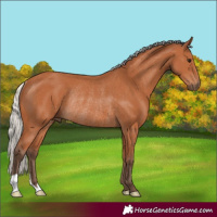 Horse Color:Silver Bay Rabicano