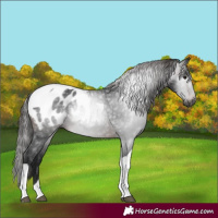 Horse Color:Gray Brown Tobiano Appaloosa