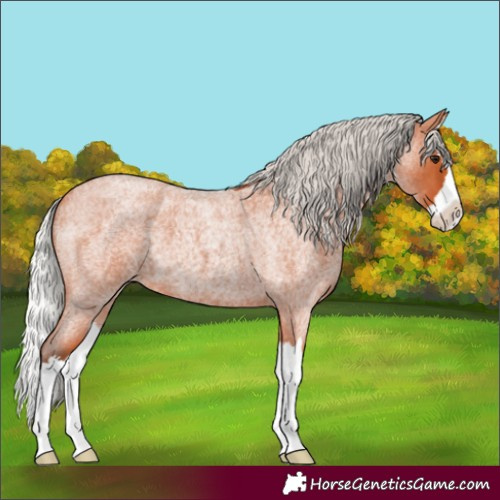 Horse Color:Silver Bay Roan Splash 