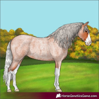 Horse Color:Silver Bay Roan Splash 