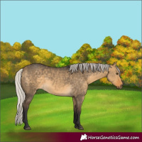 Horse Color:Silver Buckskin Dun 