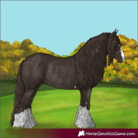 Horse Color:Liver Chestnut Rabicano
