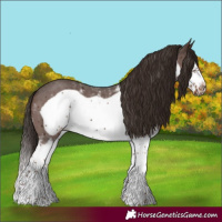 Horse Color:Liver Chestnut Sabino Splash Frame 