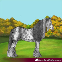 Horse Color:White Spotted Black 