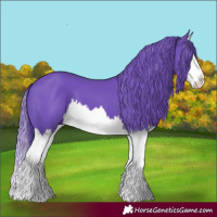 Horse Color:Watercolor Black Splash 