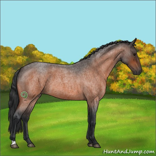 Horse Color:Bay Roan 