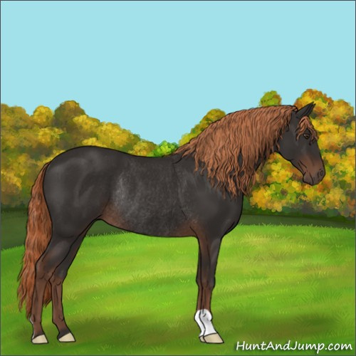 Horse Color:Liver Chestnut Rabicano 